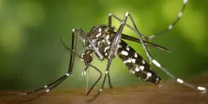 como eliminar zancudos y mosquitos en santiago