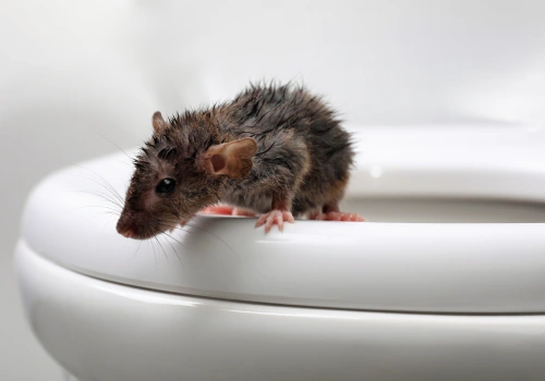 control de ratas y ratones, plaganet, desratización